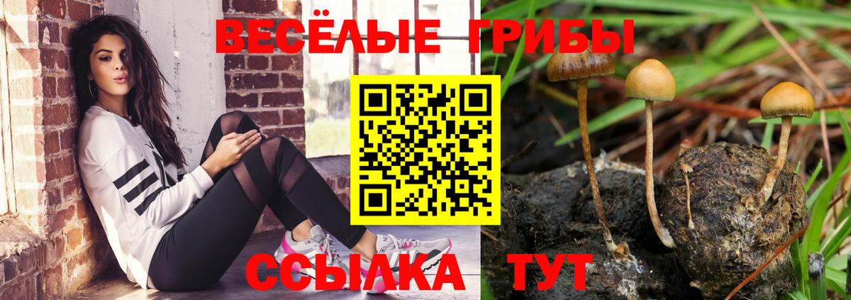 Псилоцибиновые грибы Cubensis Елец